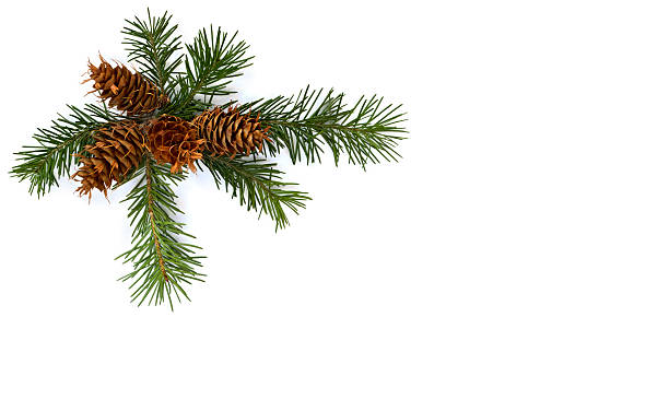 istock Cones and twigs pine tree (Pseudotsuga menziesii, Douglas fir, Douglas-fir, Douglas tree, Oregon pine) on a white background with space for text. Top view, flat lay. Christmas decoration. 2249180417
