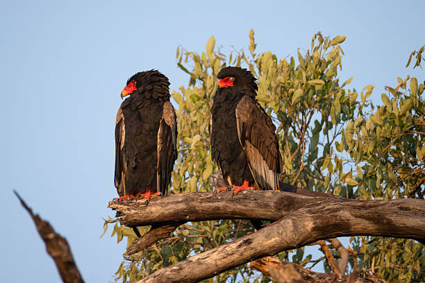 istock 2 bateleur birds sit on a branch 2249180427