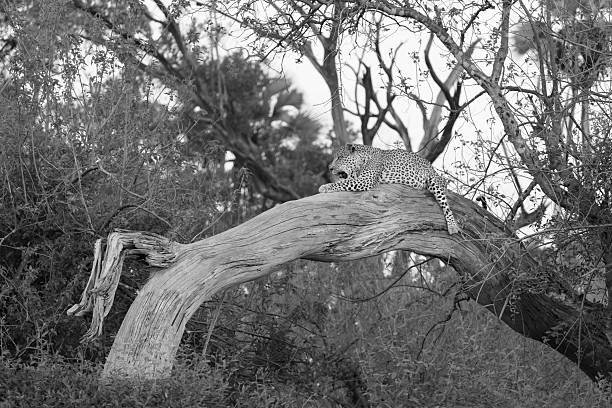 istock a male leopard sleeps on a dead tree trunk - monochrome image 2249180582
