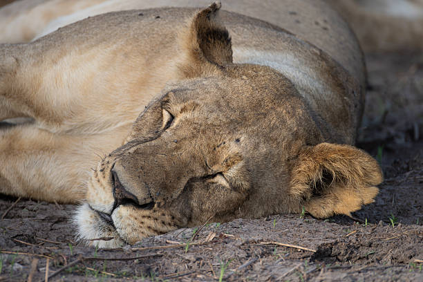 istock portrait picture of a sleeping lioness 2249180717