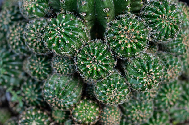 istock Full frame shot of Echinopsis hybrid cactus having full stems growing around. 2249180734