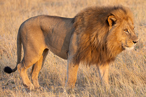 istock a majestic male lion in the Moremi NP, Botswana 2249181002