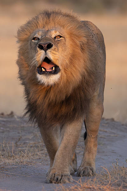 istock a roaring big male lion in the Moremi NP, Botswana 2249181034