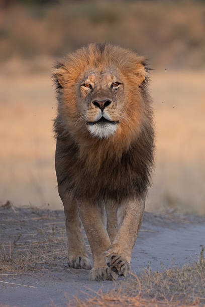 istock a roaring big male lion in the Moremi NP, Botswana 2249181040