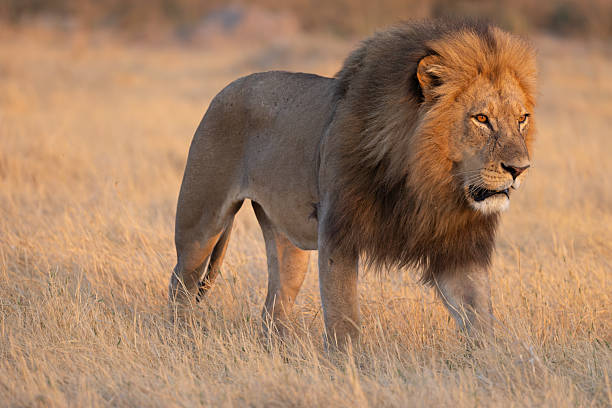 istock a majestic male lion in the Moremi NP, Botswana 2249181059