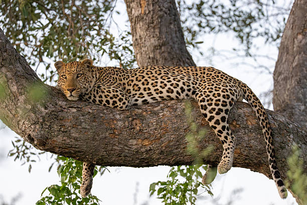 istock a  leopard is relaxing on the branch of a tree 2249181141