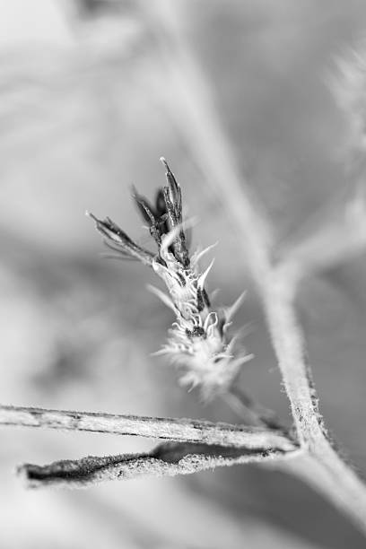 Dried thorny wildflower, macro close-up. Romantic background.