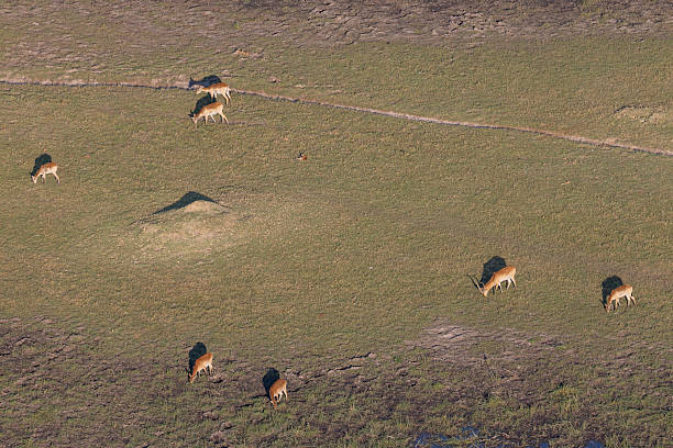 istock aerial view of grazing impala antelopes 2249181377
