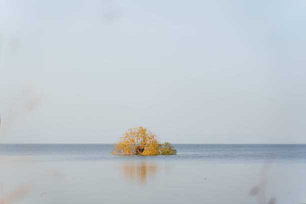 Trees on the water in autumn