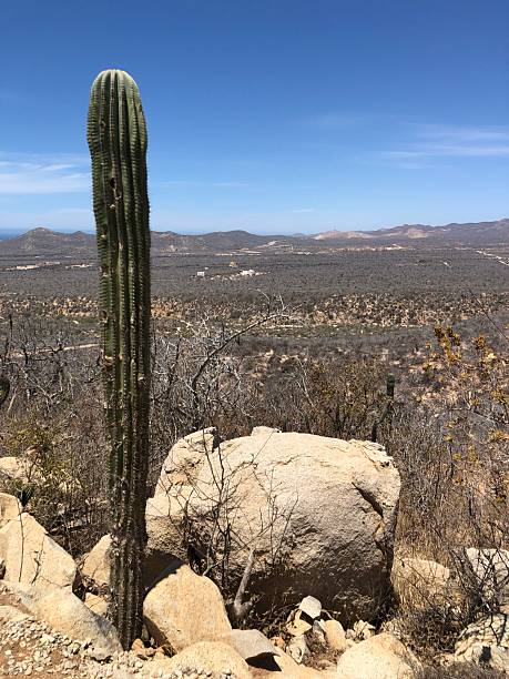 istock Tall Cactus Stands Majestically Overlooking a Vast Desert Landscape Under a Clear Blue Sky 2249182893
