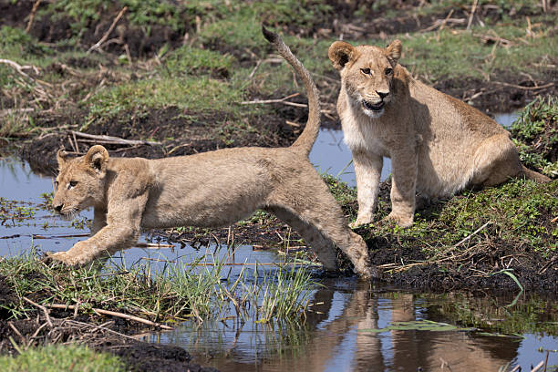 istock a lion jumps over a small water channel in the Okavango Delta 2249182895