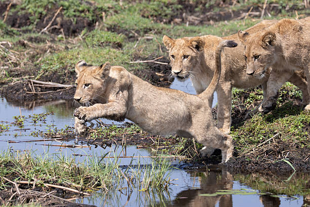 istock a lion jumps over a small water channel in the Okavango Delta 2249182900