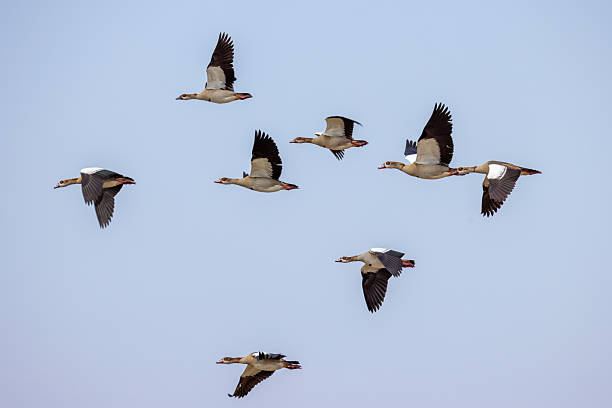 istock a flock of flying egyptian geese 2249182936