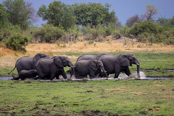 herd of african elephants with calfs standing in lake in Chobe National Park, Botswana