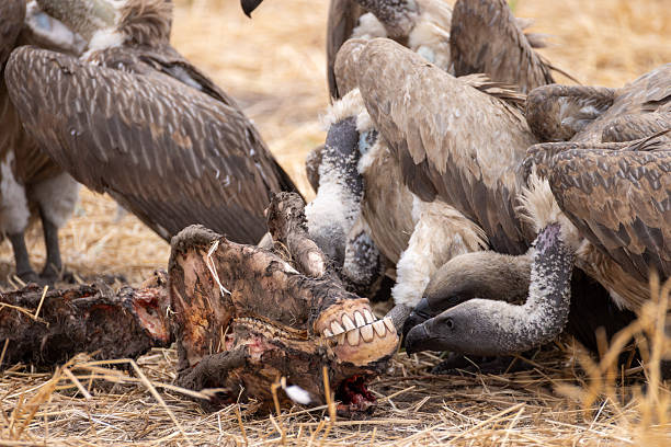Black vulture Aegypius monachus, and Griffon vulture or Eurasian griffon Gyps fulvus in the wild A group of vulture birds. Close up. The birds are feeding.