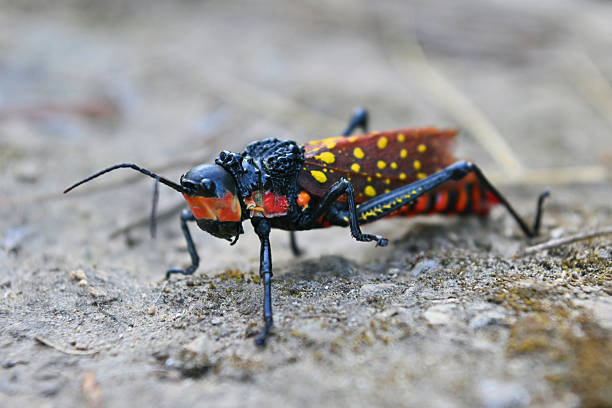 A vibrant grasshopper rests on the ground, showcasing its striking black body accented with bright red, yellow, and orange markings. The detailed macro perspective highlights its textured exoskeleton, long antennae, and patterned wings. The shallow depth of field creates a soft, natural background that draws attention to the insect’s vivid colors and intricate features. Wildlife, entomology, biodiversity, macro photography, and nature documentation.
