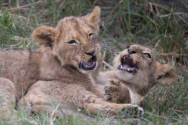 istock 2 lion cubs are playing together 2249183208