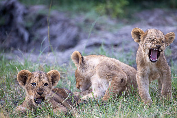 istock cute, yawning lion cubs 2249183352