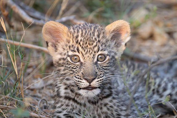 istock portrait picture of a cute leopard cub 2249183887