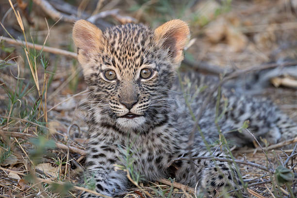 istock portrait picture of a cute leopard cub 2249183890