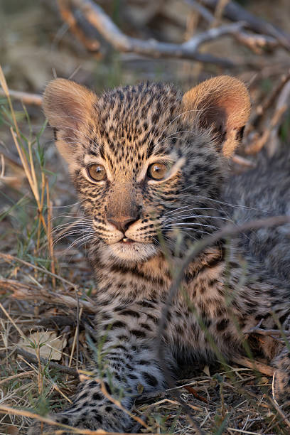 istock portrait picture of a cute leopard cub 2249183920