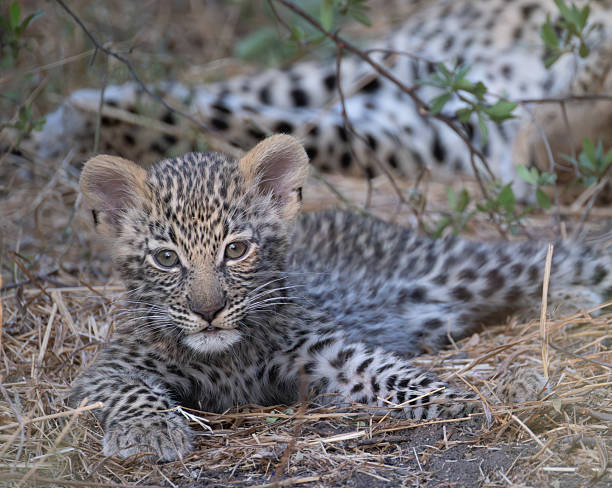 istock portrait picture of a cute leopard cub 2249183933