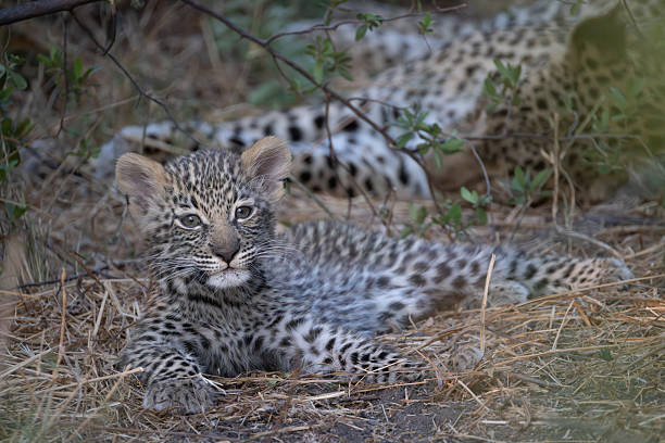 istock portrait picture of a cute leopard cub 2249183941