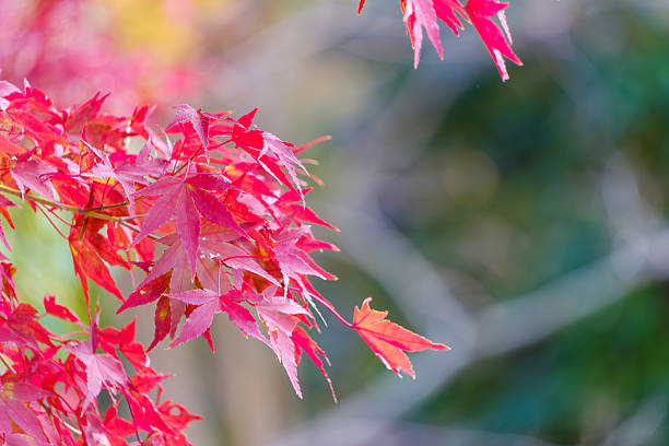 Japanese maple tree close up