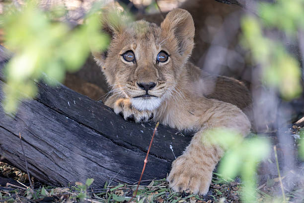 istock very cute lion cub in a thick bush in the Okavango Delta 2249184372