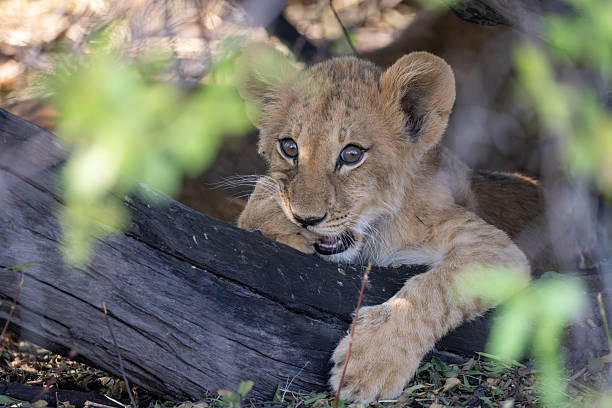 istock very cute lion cub in a thick bush in the Okavango Delta 2249184383