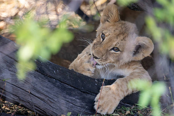 istock very cute lion cub in a thick bush in the Okavango Delta 2249184393