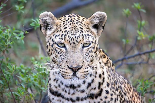 istock leopard in the bushlands of the Okavango Delta 2249184471