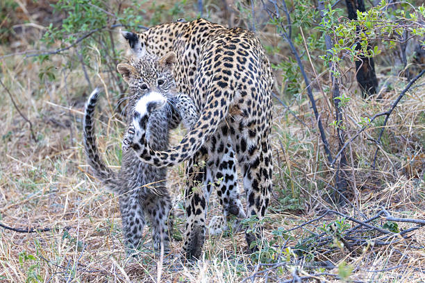 istock cute leopard cub plays with its mother 2249185131