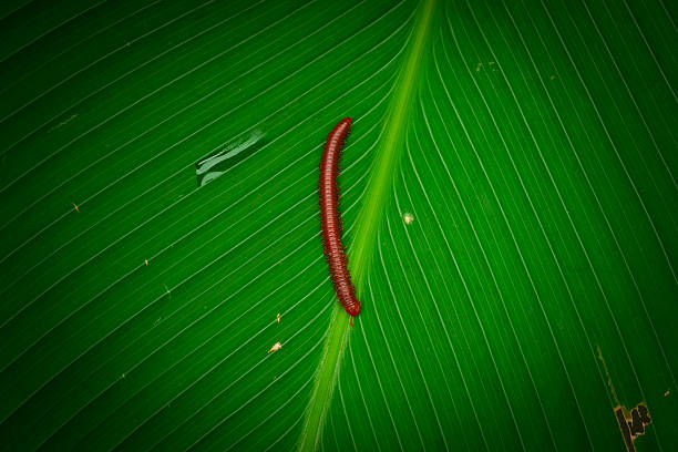 Animal Photography. Animal Closeup. Extreme close-up shot of a millipede crawling on the floor. Millipede with a brown body and pink legs. Shot with a macro lens