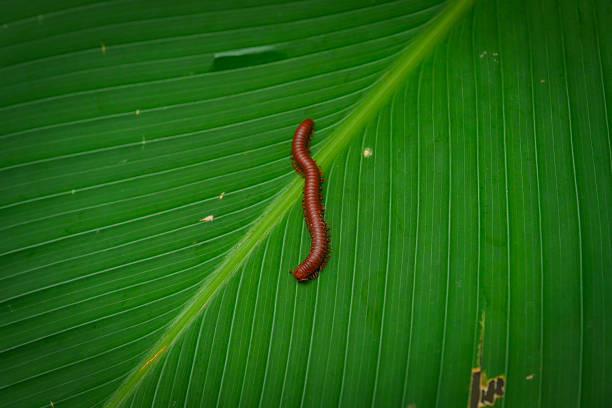High angle view on colorful caterpillar crawls on stony ground.