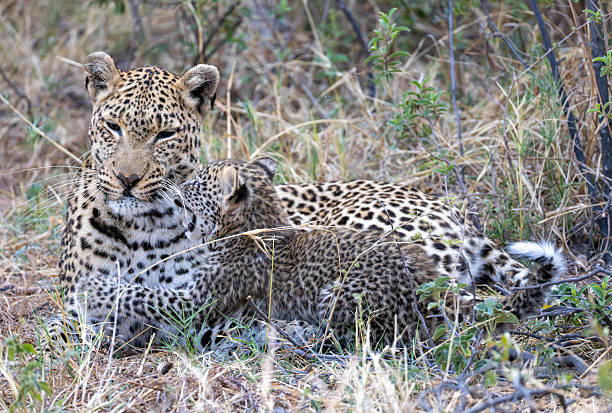 istock cute leopard cub plays with its mother 2249185187