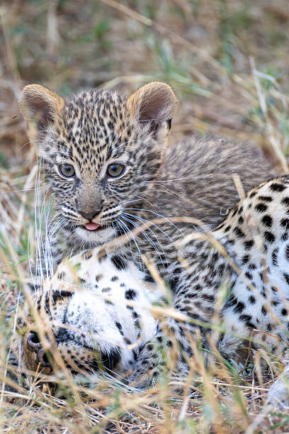 istock cute leopard cub plays with its mother 2249185200