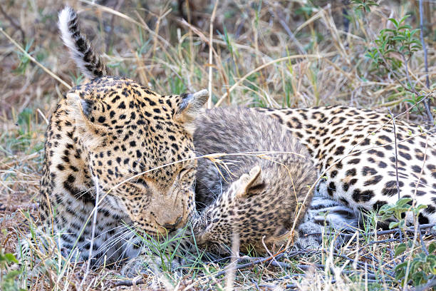 istock cute leopard cub plays with its mother 2249185237