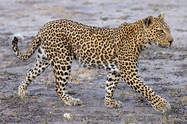 istock leopard in the bushlands of the Okavango Delta 2249185242