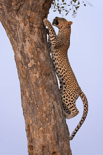 istock a leopard with prey in its snout climbs up a tree trunk 2249185645