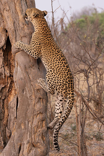 istock a leopard with prey in its snout climbs up a tree trunk 2249185656