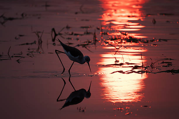 istock a stilt bird wades in red sunset reflected shallow waters 2249185681