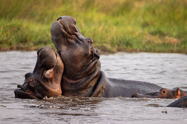 istock two hippos have a friendly fight in water 2249185712