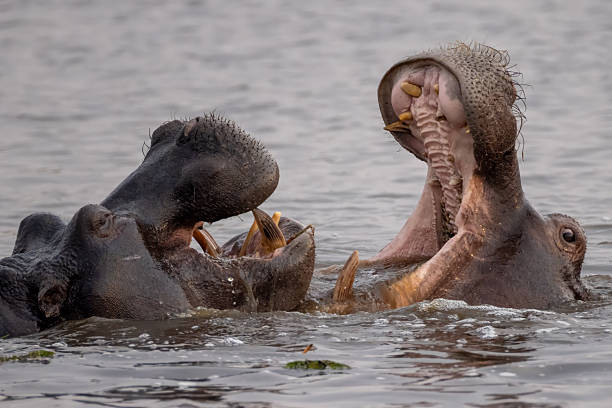 istock two hippos have a friendly fight in water 2249185719