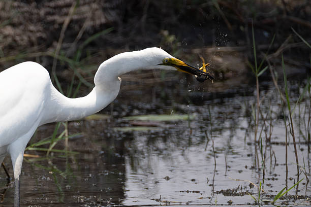 istock a great egret hunts a frog 2249185820