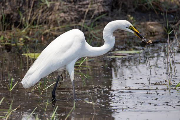 istock a great egret hunts a frog 2249185825
