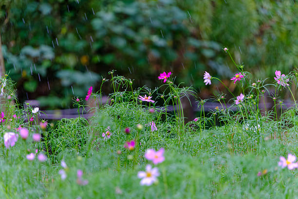 istock Pink Cosmos Flowers Blooming in the Rain 2249186357