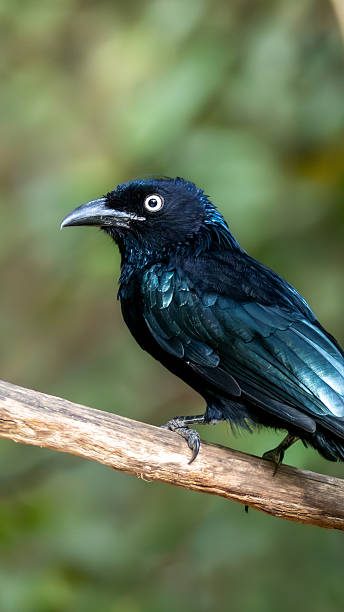 istock Crested Drongo in natural tropical habitat – Dicrurus balicassius in Bali 2249186368