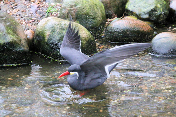 A close up of an Inca Tern at Martin Mere Nature Reserve