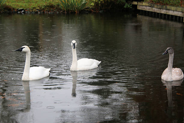 A view of a Trumpeter Swan at Martin MEre Nature Reserve
